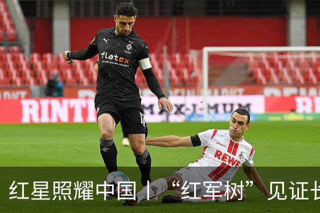 红星照耀中国丨“红军树”见证长征路
